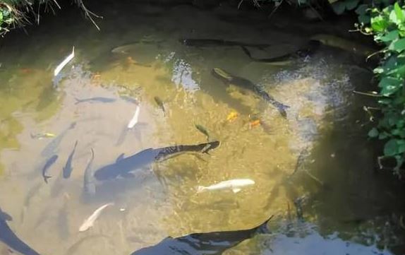 Tại sao ao có nước lâu ngày sẽ có cá dù không ai thả: Chúng từ đâu mà có?