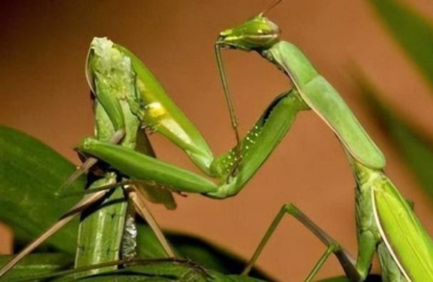 Sự thật sốc về loài vật có con cái ăn thịt ‘bạn tình’ sau khi ‘ân ái’: Tưởng là tàn nhẫn nhưng lại là 'sự sắp đặt của tạo hóa'!