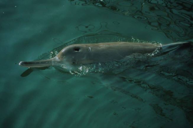 Loài vật đã tuyệt chủng đáng tiếc nhất của người Trung Quốc: Từng sống trong 20 triệu năm, nhưng biến mất chỉ sau 50 năm!