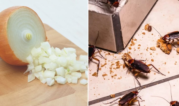 Hóa ra đây là thứ loài gián sợ nhất! Đặt nó trong nhà đảm bảo không còn gián trong nhà, vừa tự nhiên, an toàn vừa hiệu quả