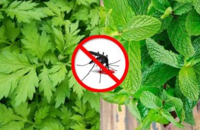 3 loại cây là 'bảo bối' để đuổi muỗi: Nhà nào trồng vài chậu đảm bảo muỗi 'cao chạy xa bay', chẳng bao giờ lo bệnh sốt xuất huyết