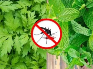 3 loại cây là 'bảo bối' để đuổi muỗi: Nhà nào trồng vài chậu đảm bảo muỗi 'cao chạy xa bay', chẳng bao giờ lo bệnh sốt xuất huyết