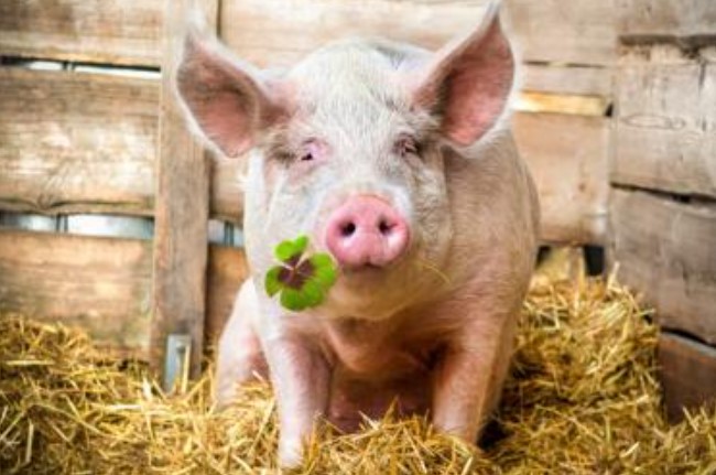 Tử vi ngày 6/10/2024 của 12 con giáp: Tuổi Hợi may mắn, có cơ hội gặp gỡ quý nhân