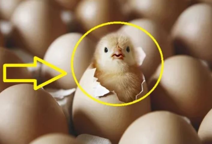 Quả trứng có trước hay con gà có trước? Câu trả lời của các nhà khoa học khiến nhiều người ngỡ ngàng, 'ngã ngửa'