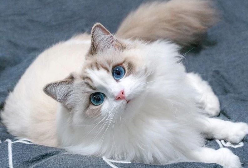 Con giáp chỉ duy nhất Việt Nam mới có, Trung Quốc và cả Á Đông đều không tồn tại, lý do là gì?