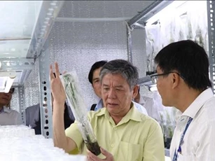 Nghiên cứu thành công dừa sáp cấy mô
