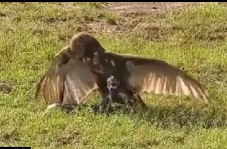 CLIP: Trận tử chiến kịch tính giữa rắn hổ mang và chim ưng