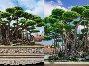 Cây cảnh đắt giá nhất Việt Nam: Giá trị nghe mà choáng váng, mang ý nghĩa vô cùng đặc biệt