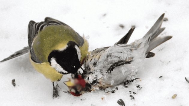 Loài chim tàn bạo bậc nhất thế giới, không hề ăn thịt mà chuyên ăn não con mồi để sống sót, người ta phải gọi nó là 'chim Zoombie'