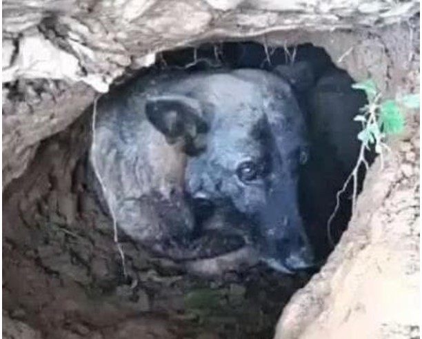 Sau khi bà nội qua đời, con chó bà nuôi khi còn sống cũng biến mất, chỉ vài tháng sau sự thật được phơi bày khiến mọi người không khỏi rưng rưng nước mắt