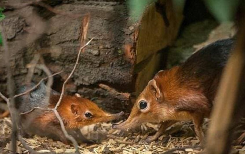 'Voi' nhỏ nhất thế giới đã biến mất 52 năm trước và xuất hiện trở lại: Nó trông giống như một con chuột và nặng chưa đến 1 kg!