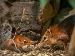 'Voi' nhỏ nhất thế giới đã biến mất 52 năm trước và xuất hiện trở lại: Nó trông giống như một con chuột và nặng chưa đến 1 kg!