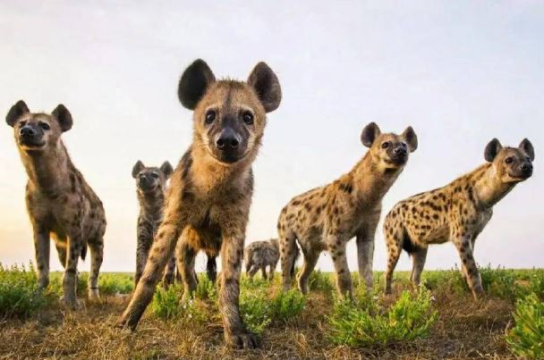 Dù nhiều khi khan hiếm thức ăn thì vẫn không có loài động vật săn mồi nào ăn thịt linh cẩu đốm? Do thịt của chúng quá dở?