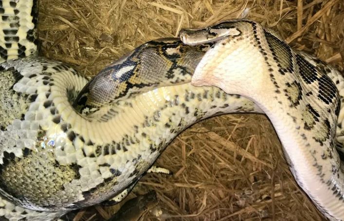 Một con rắn nôn ra 2 con rắn khác còn sống, sự kiện lần đầu tiên ghi nhận được trong thế giới động vật