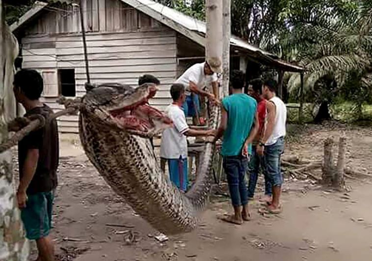 Những vụ trăn nuốt chửng người gây rúng động: Khi con người lấn át tự nhiên, cái giá phải trả là vô cùng khủng khiếp