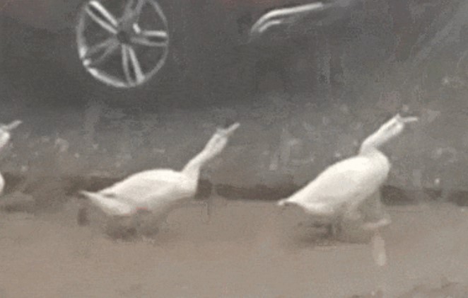 Vì sao vịt không sợ mưa bão trong khi nhiều loài động vật phải trú ẩn? Trí tuệ sinh tồn của chúng có thể bạn chưa biết