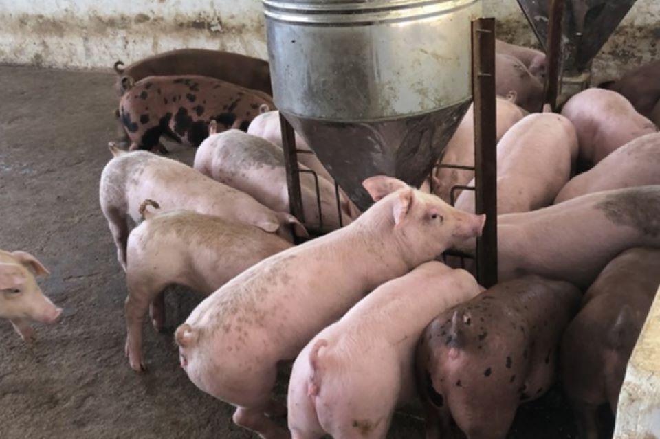 Giá heo hơi ngày 7/10/2024: Duy trì xu hướng ổn định, cao nhất đạt 69.000 đồng/kg