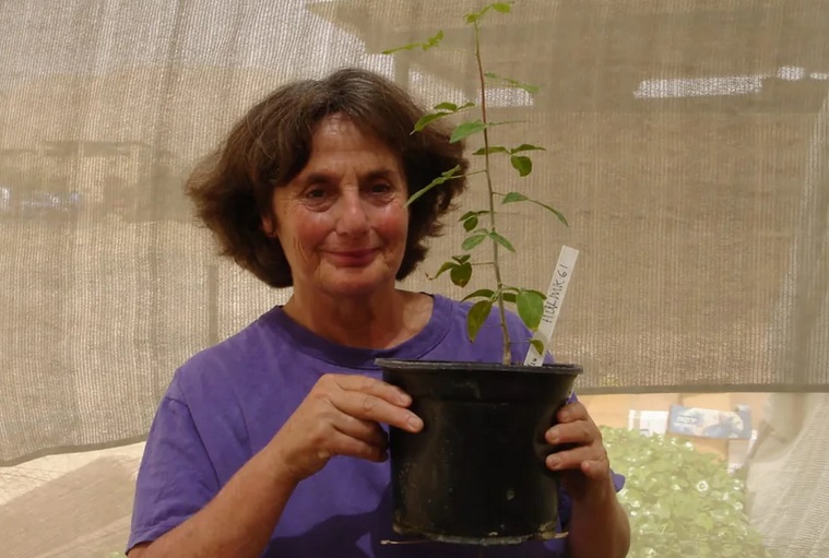 Các nhà khoa học làm nảy mầm hạt giống 1.000 năm tuổi, hé lộ bí ẩn loài cây cổ xưa