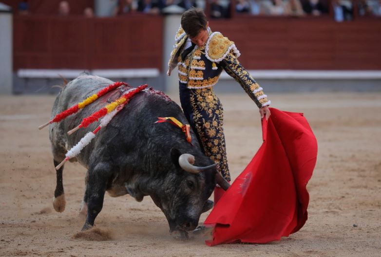 Bị mù màu, tại sao bò tót lại nổi điên khi thấy màu đỏ?