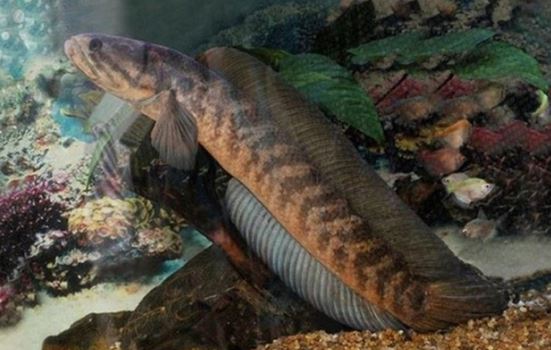 2 đặc sản ở Việt Nam có tên nhạy cảm nghe mà ‘đỏ mặt’, 1 loại siêu quý hiếm, chỉ dành cho vua chúa