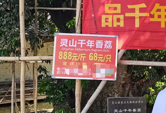 Cây vải 1.500 tuổi được bảo vệ nghiêm ngặt: Cao 16m, bất ngờ kết trái trĩu cành sau 1 thập kỷ tịt quả