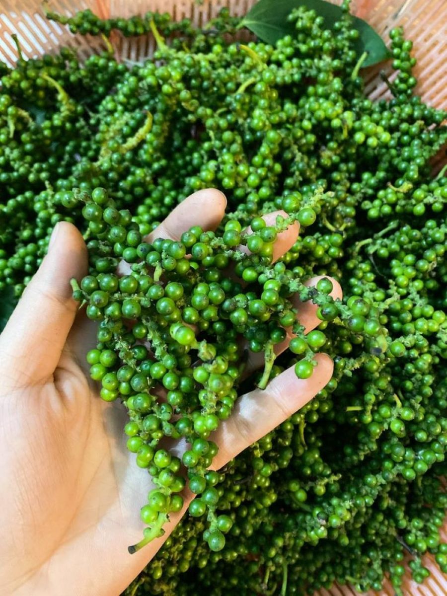 Giá nông sản ngày 8/10/2024: Cà phê và hồ tiêu cùng giảm nhẹ