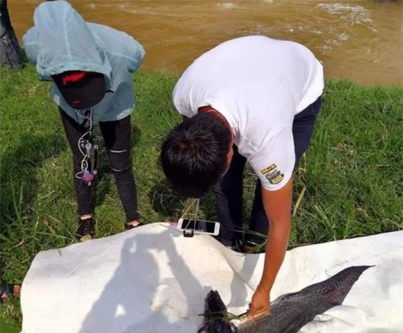 cá chạch, cá châu phi, cá sống lâu