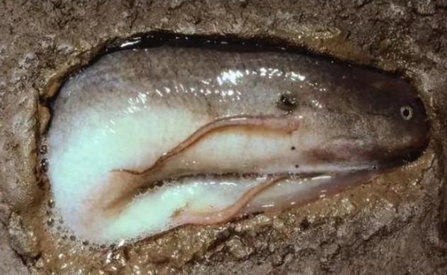 Loài cá “sống ngoan cố” nhất thế giới, bị chôn dưới đất suốt 5 năm nhưng vẫn bị người châu Phi đào lên ăn thịt như khoai tây