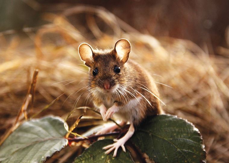 Khám phá loài động vật ‘sống dai’ nhất thế giới, bị dội bom nguyên tử cũng không chết: Giết người nhiều vô số kể?