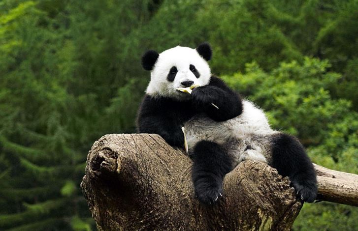 Loài động vật ngay cả sư tử cũng không dám động tới: Vẻ ngoài khiến nhiều người bị mắc lừa!