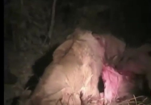 CLIP: Sư tử "tan tác" dưới móng vuốt của linh cẩu hung hăng