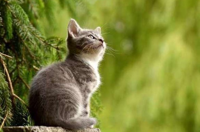 4 con gi&#xE1;p &#x111;&#x1B0;&#x1EE3;c Th&#x1EA7;n T&#xE0;i g&#x1ECD;i t&#xEA;n, th&#xE1;ng 10/2024 ph&#xE1;t t&#xE0;i ph&#xE1;t l&#x1ED9;c, ti&#x1EC1;n b&#x1EA1;c ng&#x1EAD;p k&#xE9;t