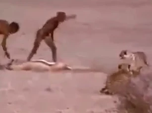 CLIP: Màn cướp xác linh dương táo bạo từ hai con báo săn của thổ dân Châu Phi