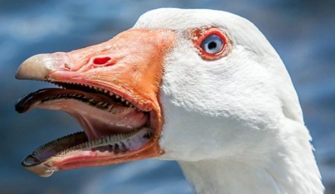 Giải mã bí ẩn về sự hung hãn của ngỗng: Tới hổ cũng sợ, nơi nào có ngỗng thì ở đó không có rắn