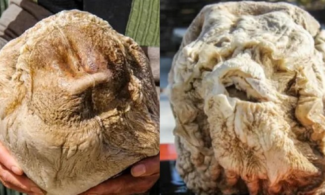 Anh nông dân đào được 'tảng đá' lạ, không ngờ là thứ quý giá giúp 'đổi đời' chỉ sau 1 đêm