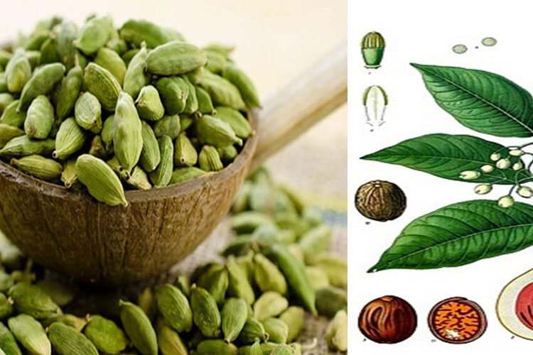 Loại gia vị Việt Nam sở hữu có giá đắt đỏ thứ 3 thế giới, được các nước săn lùng như kho báu trời cho