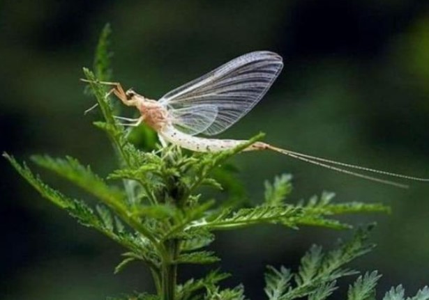 Loại ấu trùng được xem là 'lộc trời' sông Hồng: Sống vài giờ nhưng lưu danh đặc sản, không phải có tiền là mua được