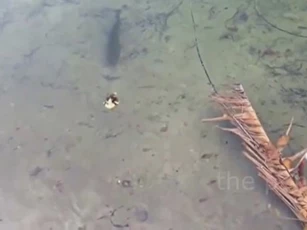 CLIP: Màn săn mồi 'tuyệt đỉnh' của loài cá chó