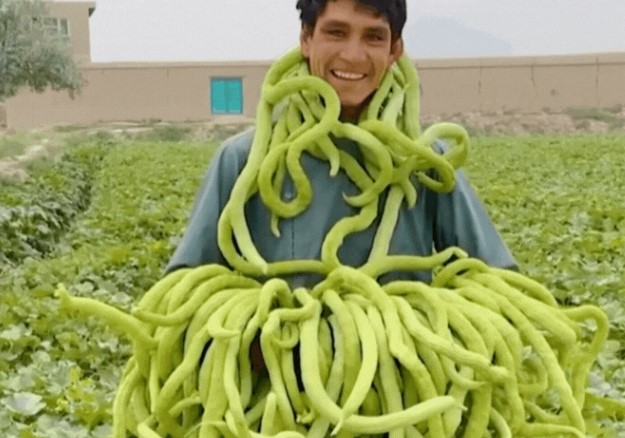 Hoảng hồn cảnh chàng trai quàng đầy "rắn xanh" vào người nhưng lại cười tươi: Sự thật là gì?