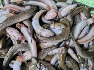 Đặc sản nổi tiếng, chỉ có ở Thanh Hóa, xưa cho lợn ăn, nay xuất khẩu nước ngoài 200.000 đồng/kg