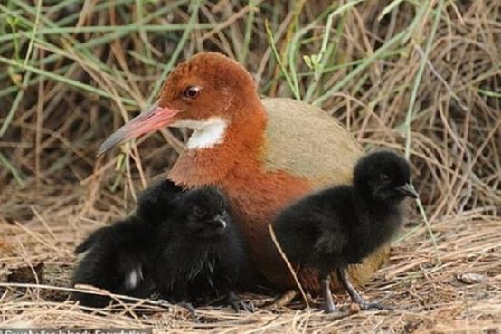 Loài vật quý hiếm tuyệt chủng 136.000 năm bỗng ‘hồi sinh’ thần kỳ, ngoại hình gây sửng sốt