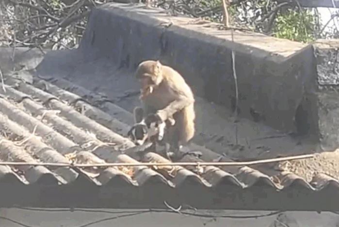 CLIP: Cái kết khó tin cho chú chó con bị khỉ 'bắt cóc' rồi 'giam giữ' trên mái nhà 5 ngày