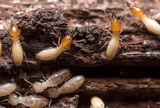 Mối sợ gì? Làm thế nào để diệt mối? Chuyên gia dạy bạn 4 cách tiêu diệt