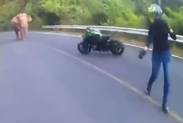 CLIP: Nữ biker Thái Lan hoảng hốt “bỏ của chạy lấy người” khi bị voi rừng chặn đường