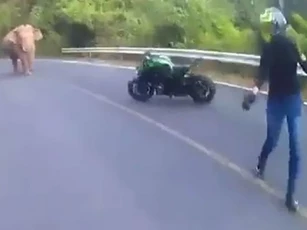 CLIP: Nữ biker Thái Lan hoảng hốt “bỏ của chạy lấy người” khi bị voi rừng chặn đường