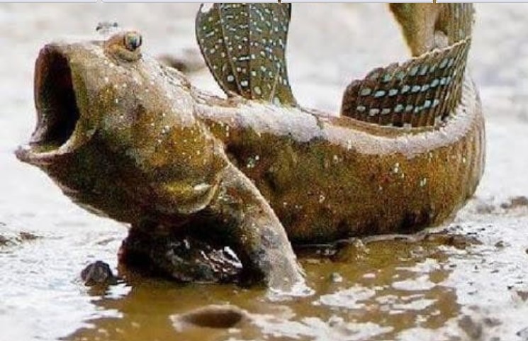 Cá thòi lòi là sinh vật sống tầng đáy dưới nước, tại sao giờ lại phải ngoi sống trên bờ? Điều gì đã khiến hiện tượng kỳ thú này xảy ra?