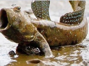 Cá thòi lòi là sinh vật sống tầng đáy dưới nước, tại sao giờ lại phải ngoi sống trên bờ? Điều gì đã khiến hiện tượng kỳ thú này xảy ra?