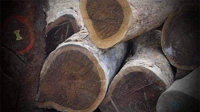 lignum-vitae-3-6575-4706-1700475061.jpg