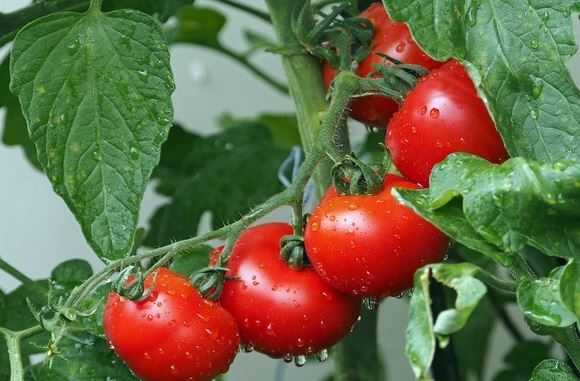 6 thực phẩm chống lão hóa, giúp da trở nên tươi sáng hơn