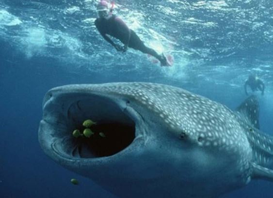 Loài cá quý hiếm nằm trong sách đỏ Việt Nam: Kích thước ngang 1 chiếc xe bus, từng nhiều lần dạt vào biển